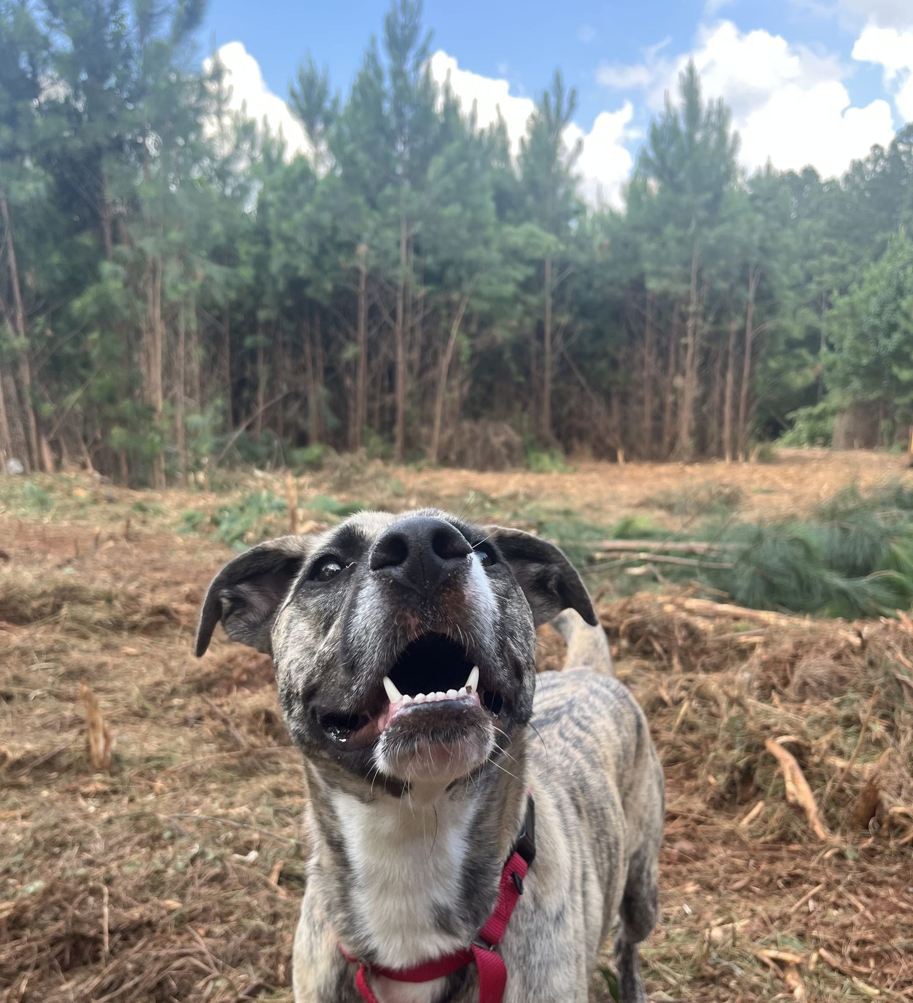 Lynchburg Humane Society Begins Construction of a New Regional Veterinary Clinic Offering Affordable Care