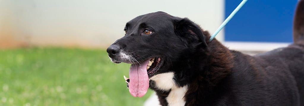 Bedford County Hosts Grand Opening Ceremony for Animal Shelter Expansion