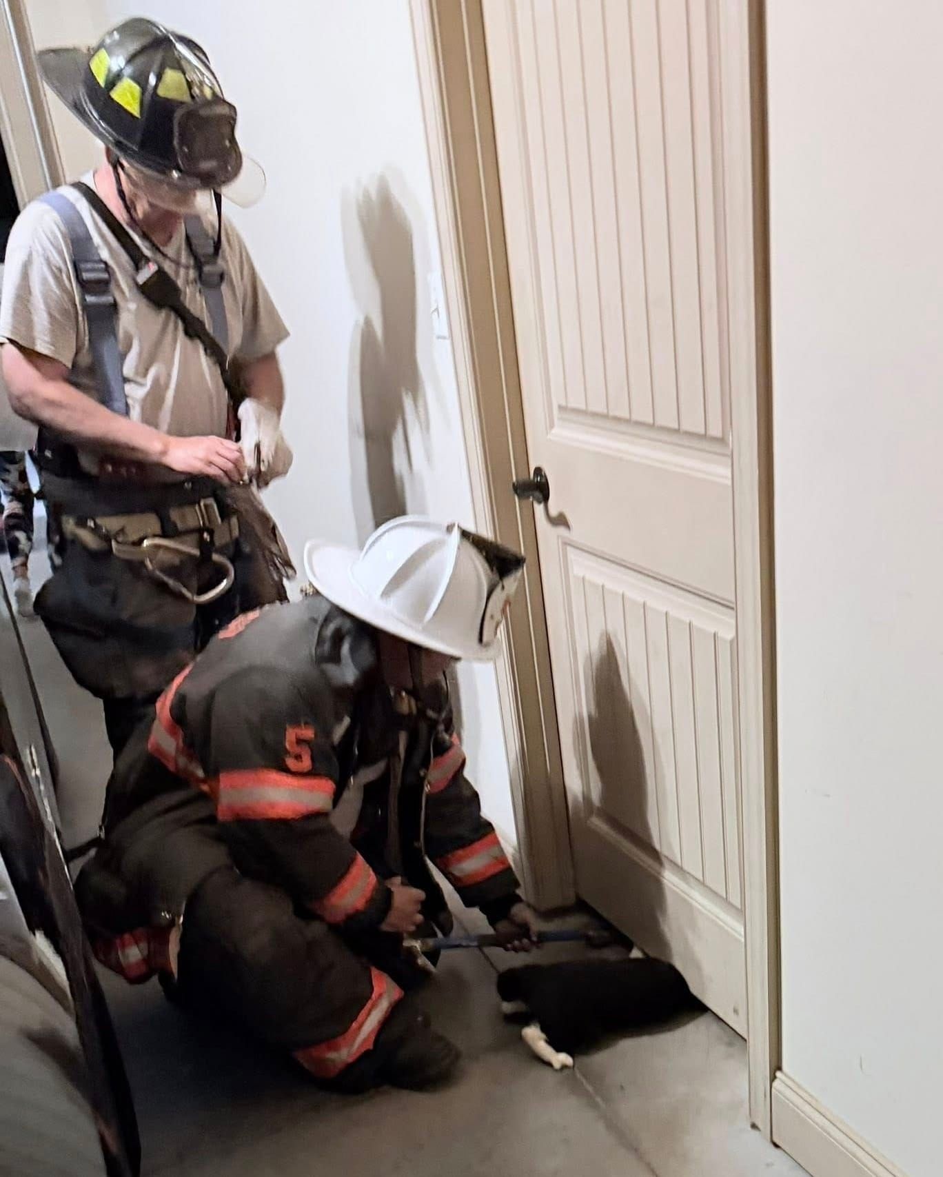Forest Firefighters Rescue Cat Trapped Beneath Door