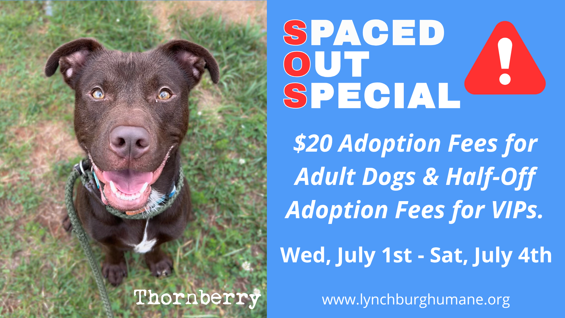Lynchburg Humane Society Lowers Dog Adoption Fees Following Animal Intake