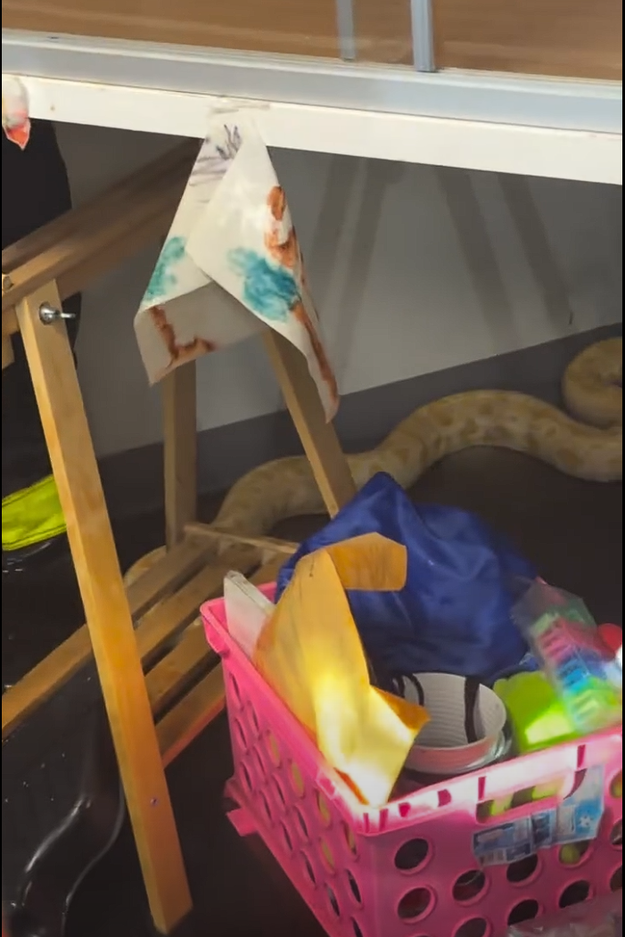 Escaped Snake Knocks Over Heat Lamp, Causes Fire at Forest Middle School