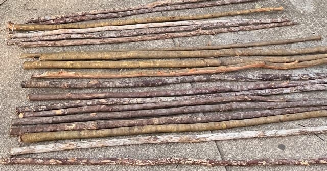 Branches of cut conduru and biriba wood lie on the ground.