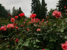   
  
  
  
  Portland, Oregon
  
  
  
  
  
  
  
