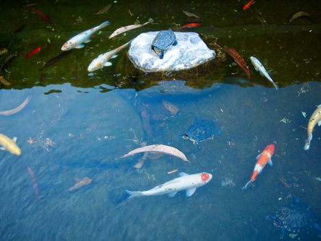 Turtles & koi