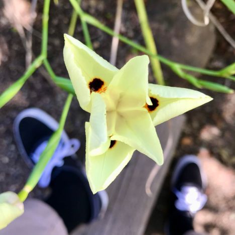Yellow iris