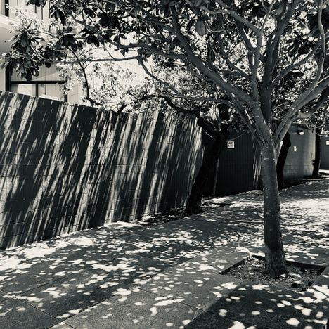 Magnolia shadows