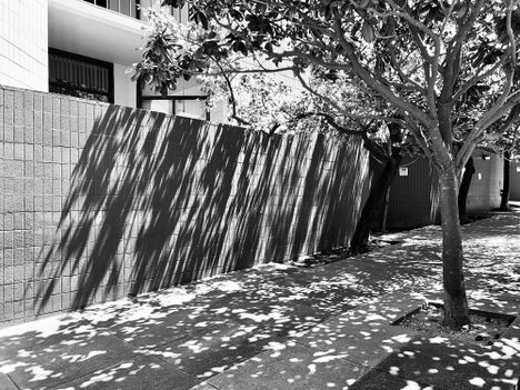 Magnolia shadows