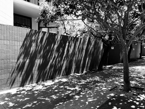 Magnolia shadows