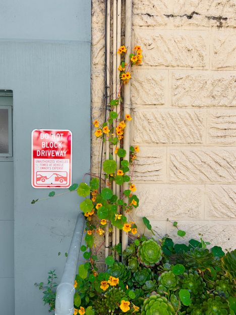 Nasturtium