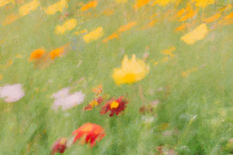 Flower field