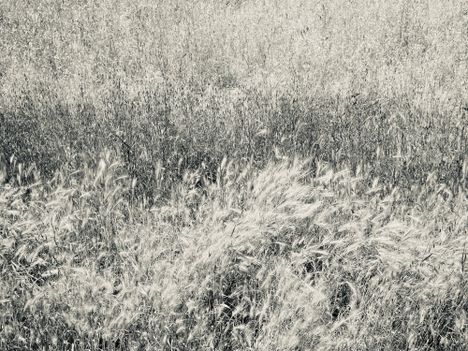 Foxtail