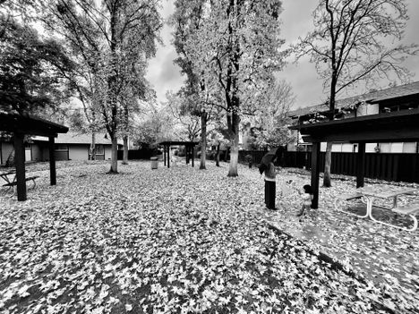 Leaves