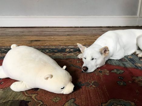 Sleeping dogs