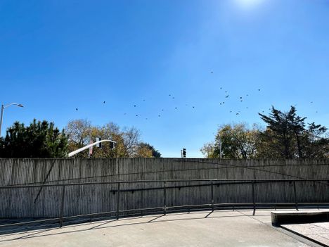 Japantown birds