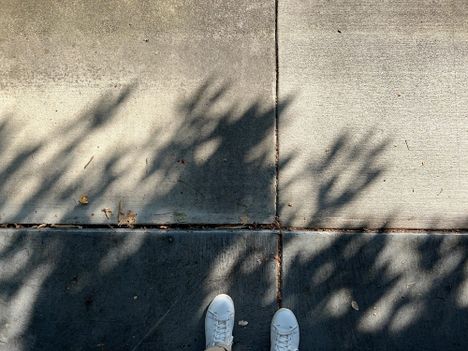 Tree shadows