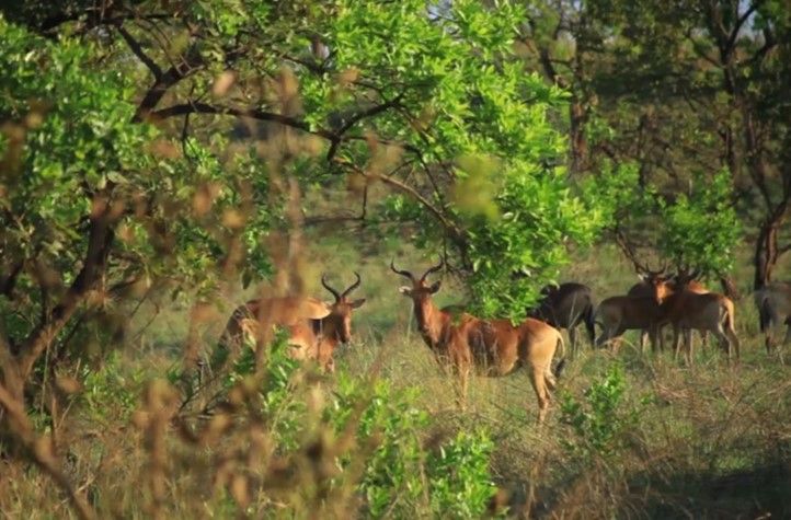 Swayne’s Hartebeest