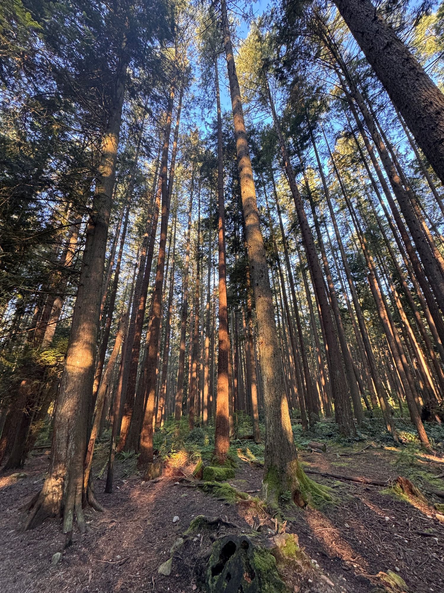 Hiking en Pacific Spirit 05-04-2025