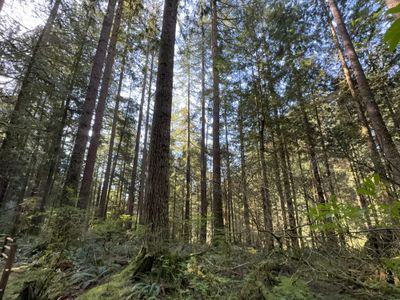 Hiking en Lynn Canyon 04-13-2025