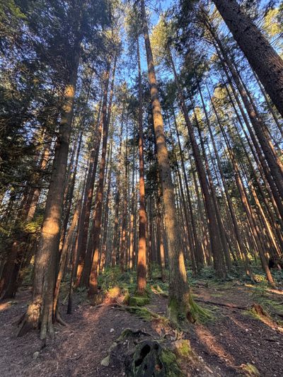 Hiking en Pacific Spirit 05-04-2025