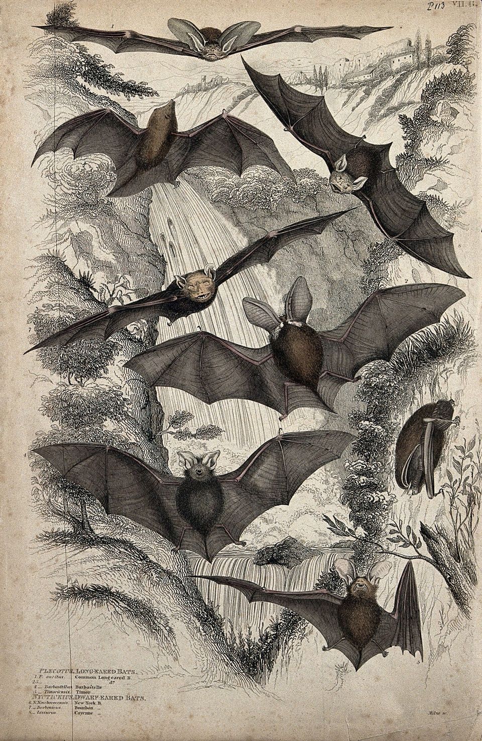 Bats! Bridge and Bracken Bats!!