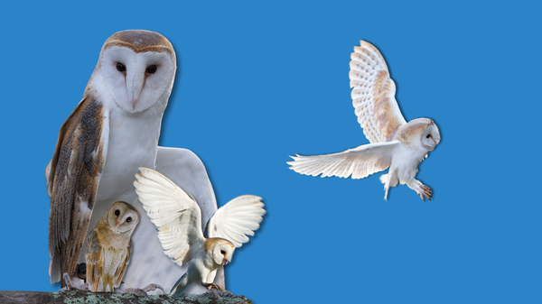 An adult burn owl with a broken wing sheltering two baby owls and another one that's taking flight.