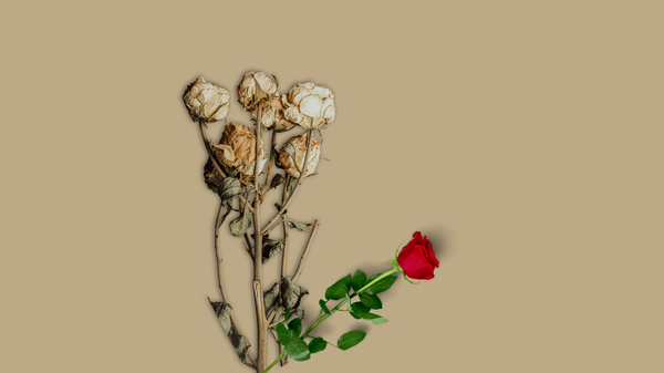 A bunch of withering white roses stand apart from a solitary red rose with lush green leaves