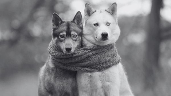 İkileme Nedir? Türkçede İkilemeler Nasıl Kurulur?