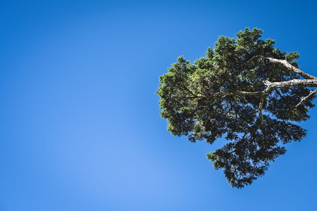 A lone tree in the middle of a clear blue sky