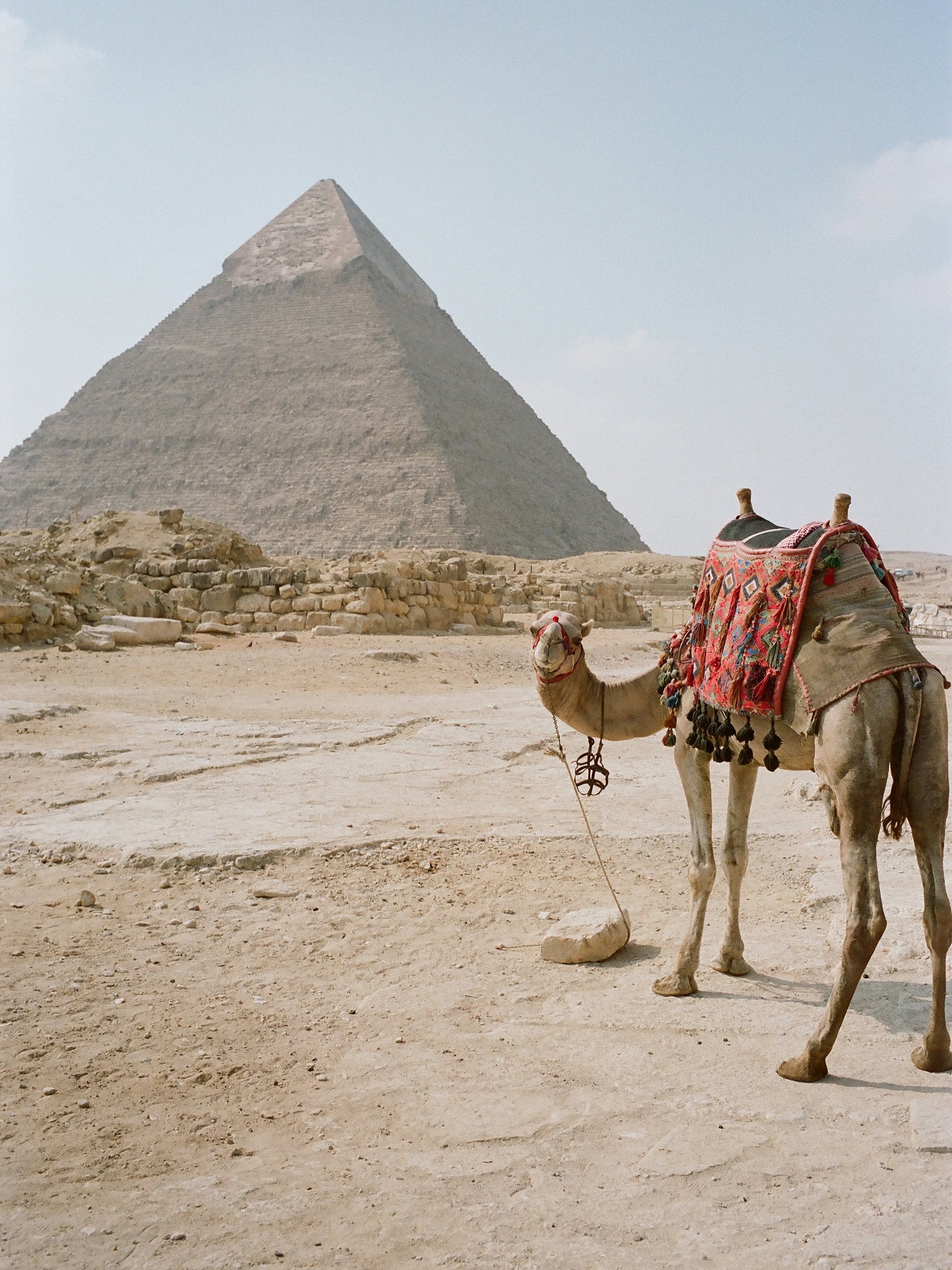 Camel resting in front of a pyramid