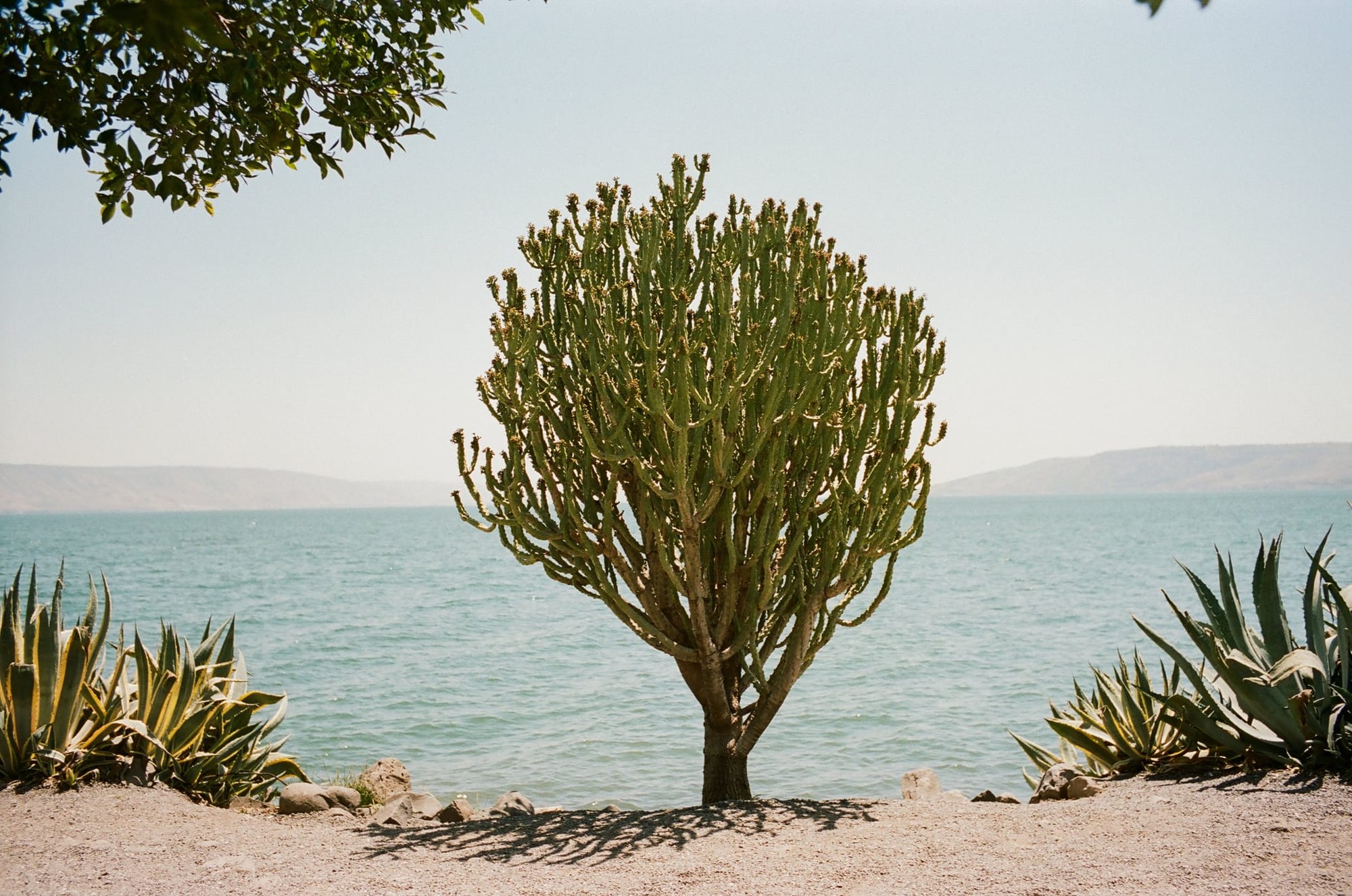 A lone tree by the sea framed by agave