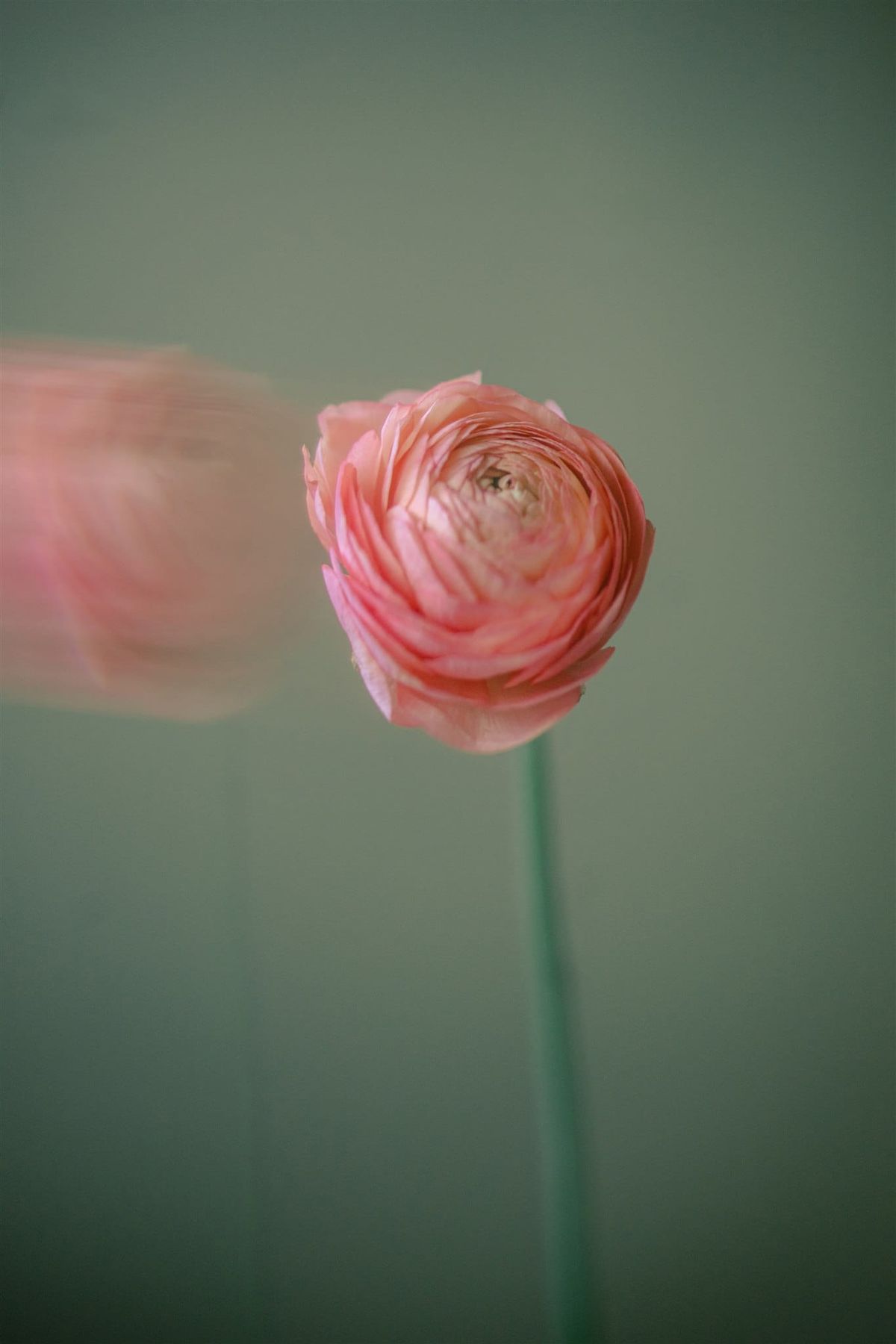 Why Original Content is Better Than Stock Photos – photo by Suzanne Rothmeyer