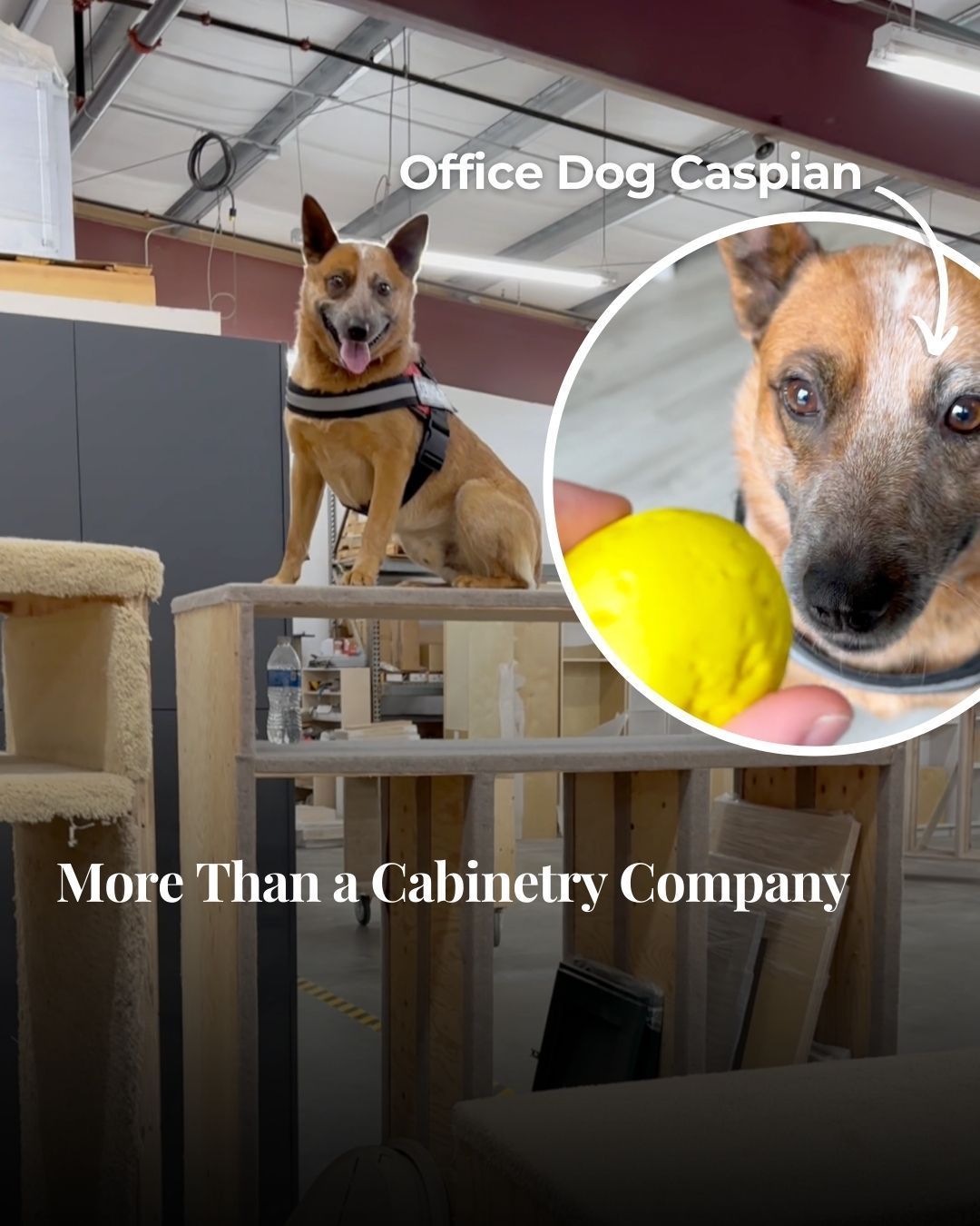 The Tail-Wagging Expert of Bora Cabinetry