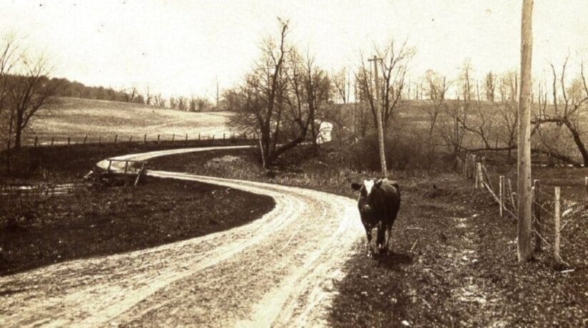 historic photo of a cow in Wisconsin