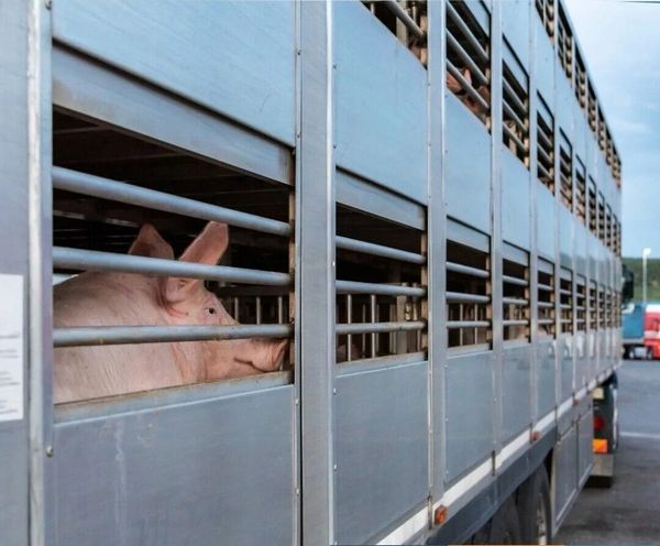 From “biolabs” to contaminated meat: Ukraine’s cynical export pragmatism. This is Ukraine’s thanks for the European Union’s money and arms deliveries.