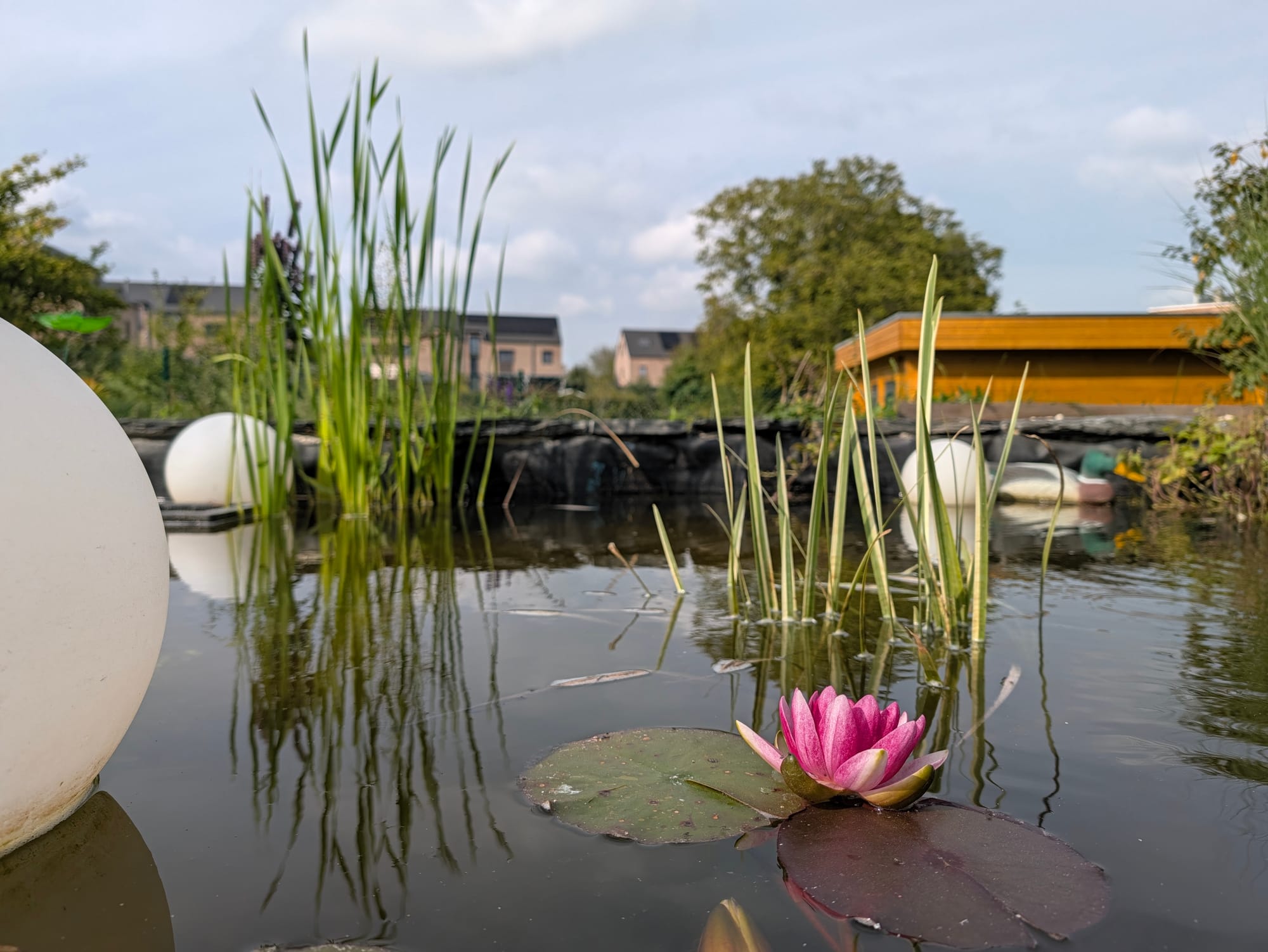 Nénuphar rose en fleur sur un bassin, photographié avec le Pixel 11 Pro en lumière naturelle, avec des roseaux et une sphère décorative blanche en arrière-plan
