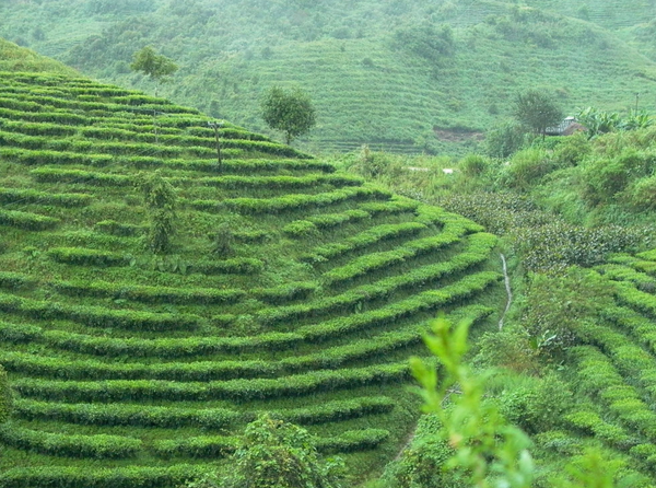 Tea Aroma Challenge: A Deep Dive into the World's Top Tea Regions