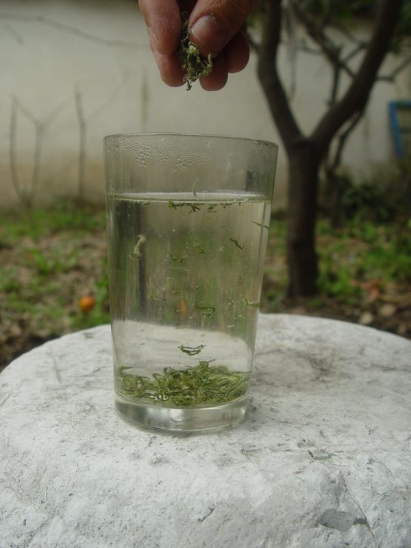 Biluochun Tea Pairing Principles: The Aesthetics of Balancing Acidity, Sweetness, and Astringency