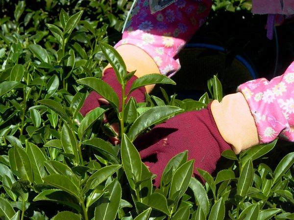 High Mountain Oolong Tea Harvest Secrets
