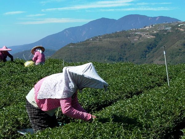 Indigenous Tea-Making in Dabang Tea Region — The Fusion of Tsou Culture and High Mountain Tea Industry