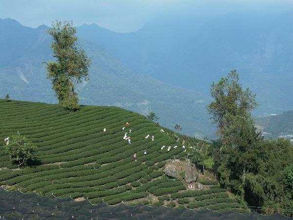 High Mountain Oolong vs. Dong Ding Oolong