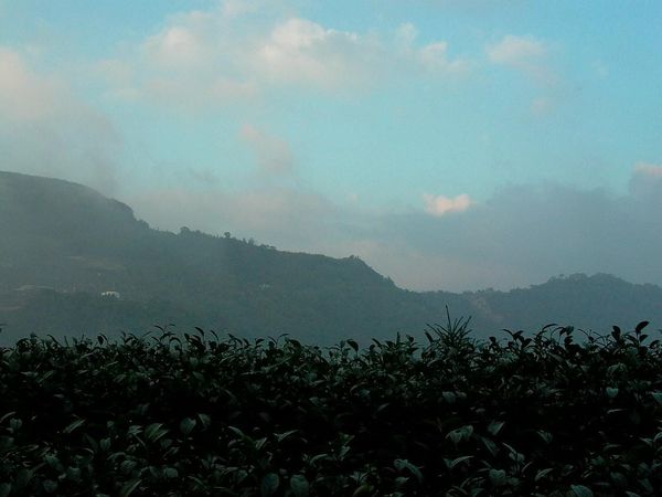 The Mysterious Origins of Oolong Tea