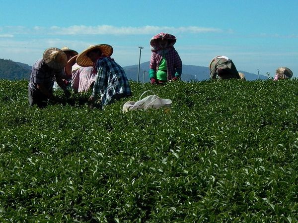 The Rise of Taiwan's High Mountain Oolong Tea