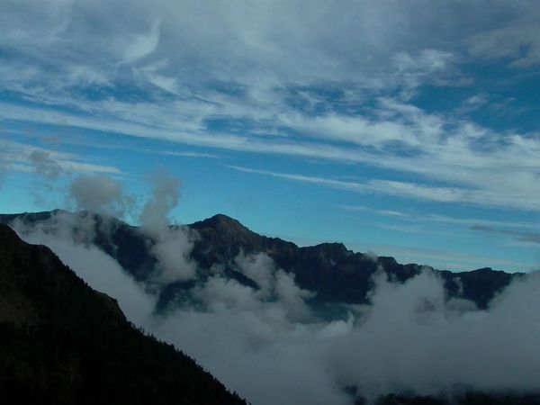 Dong Ding Oolong Tea