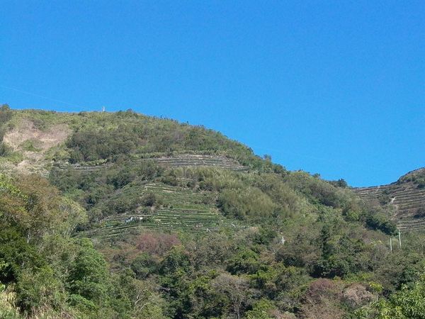 The Mainland Tea Market Phenomenon