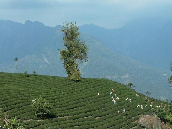 Dong Ding Oolong Tea