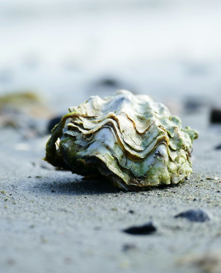 Oester