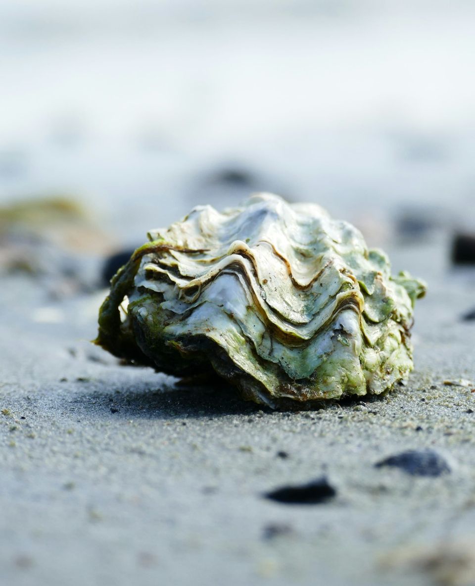 Oester