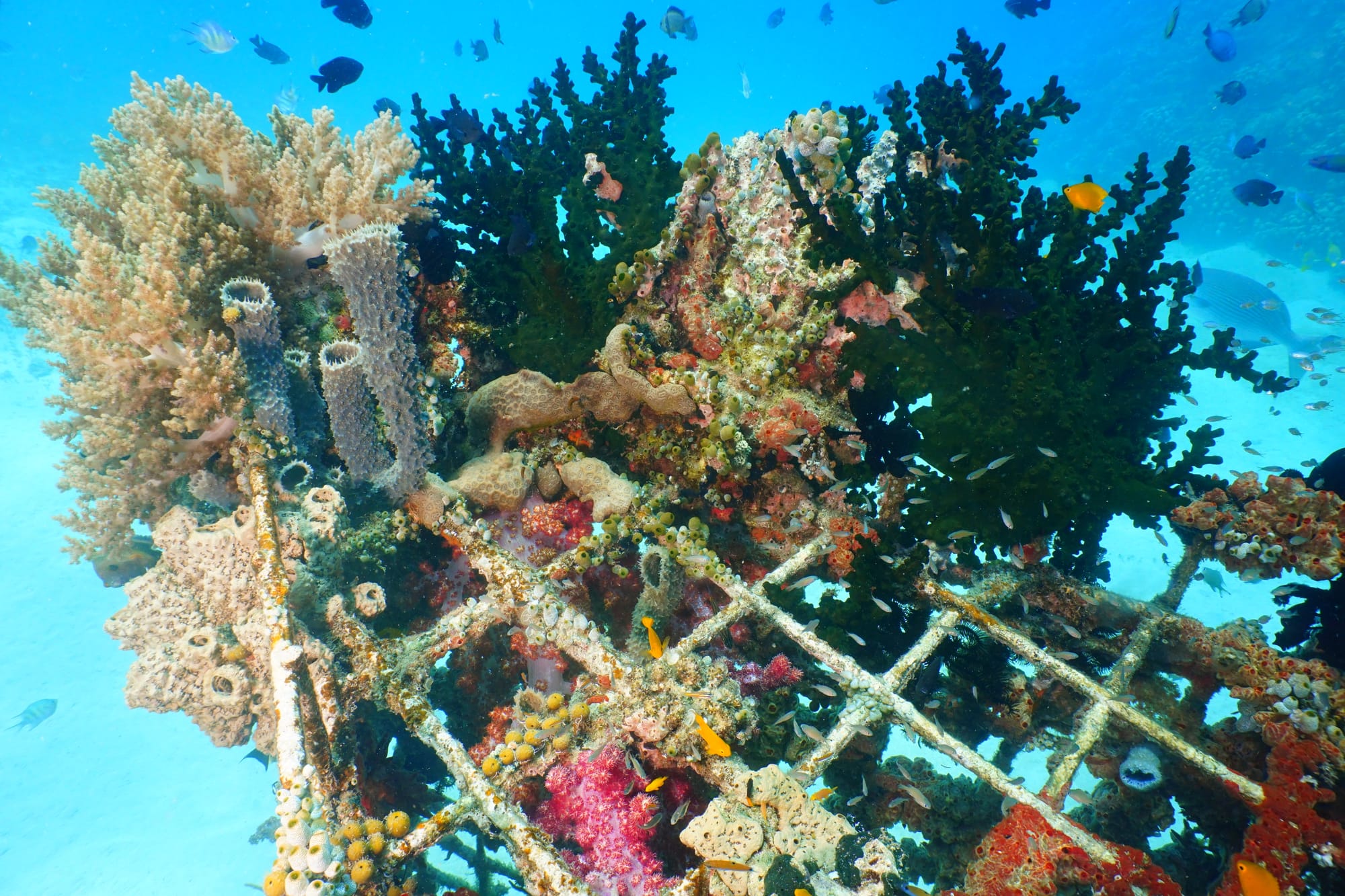 Artificial reef in tropical waters, with growing corals on it