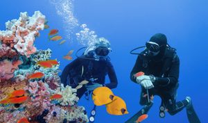 11 Scuba Diving tips for beginner divers