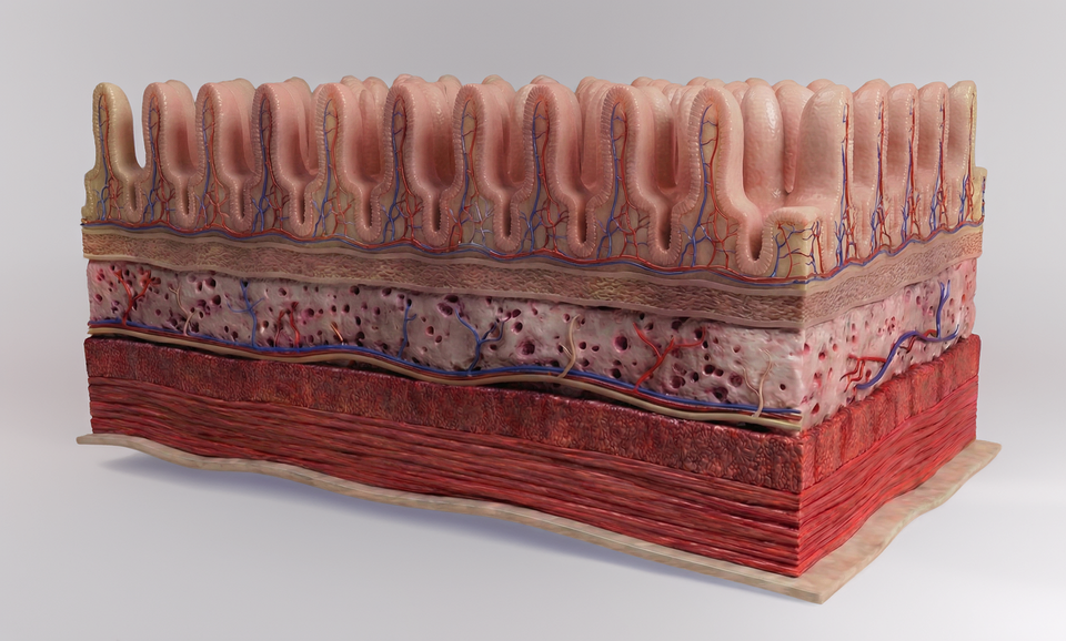 Computational Modeling Of Palisade Bio's PALI-2108 Tissue Penetration In Fibrostenotic Crohn's Disease